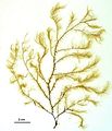 Arthrocladia villosa3